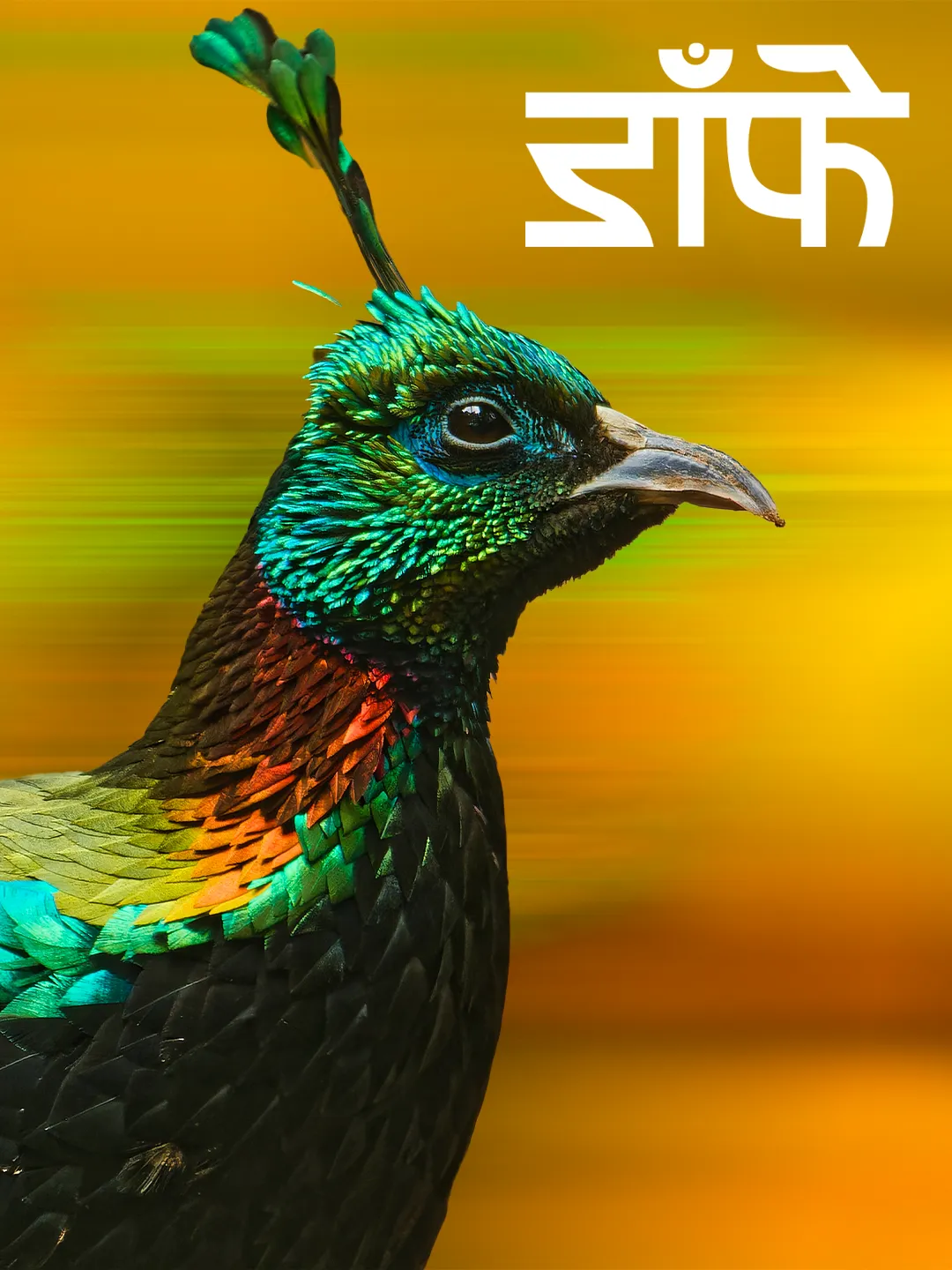 visual feed image